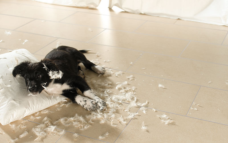 Pflegeleichte Fliesen, Hund, Kinder, putzen:  Schmidt-Rudersdorf